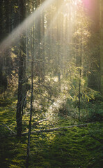 Coniferous forest in the rays of the sun.Autumn nature at sunset.