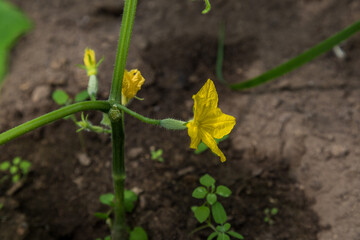 Gardening, ripening of green cucumber in the garden