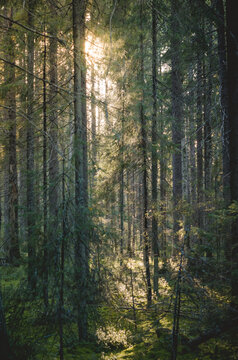 Coniferous forest in the rays of the sun.Autumn nature at sunset. © Roman