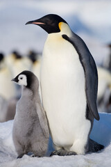 Emperor Penguin and Chick,  Antarctica