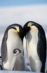 Emperor Penguins and Chick,  Antarctica