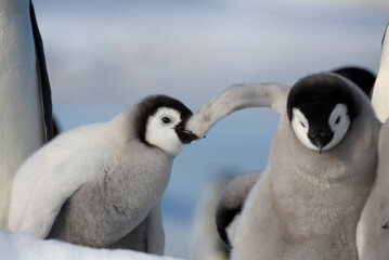 Emperor Penguin Chicks,  Antarctica