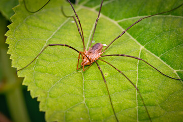  Spider haycous ordinary (Phalangium opilio) waits for prey on the leaves of Gortensia. Macro photo.