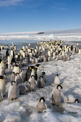 Emperor Penguin Colony,  Antarctica