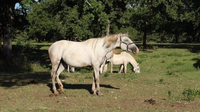 Lipizzan horses of Lipica in Slovenia