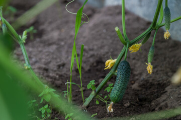Gardening, ripening of green cucumber in the garden