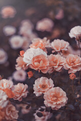 Beautiful blooming roses in the park. Selective soft focus, toned image.