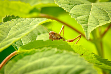Grasshopper hides in the foliage of Gortensia. Macro photography.