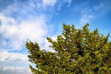 Top of green trees and sky background