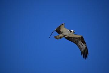 Osprey