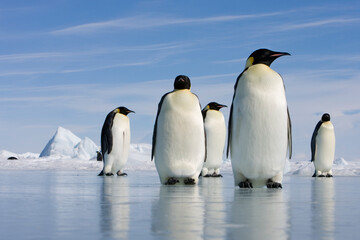 Naklejka na ściany i meble Emperor Penguins on Sea Ice, Antarctica