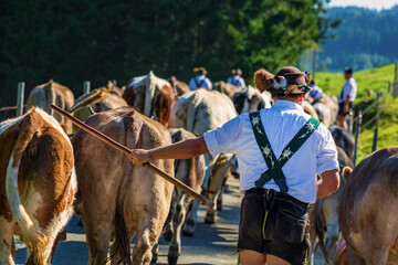 Viehscheid - Allg&auml;u - Alpabtrieb - Almabtrieb