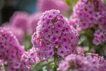 Purple, pink phlox on a summer day. Selective soft focus, shallow depth of field.
