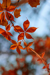 Branches of red autumn leaves. Red maple leaves in autumn.