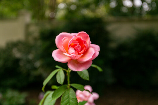 Pink rose in the garden blooming