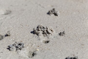 Sandworm casts, Arenicola marina