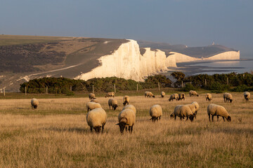 Fototapeta premium Sheep in front of the Seven Sisters Cliffs