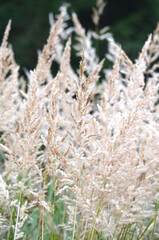 Close up of a dry yellow grass