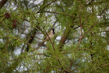 Bird in Pine