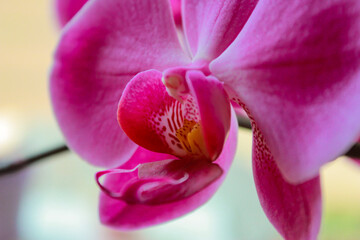 Fototapeta na wymiar Phalaenopsis orchid colorful bloom