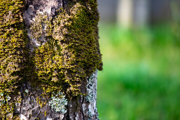 árbol, patagonia, sur, humedad