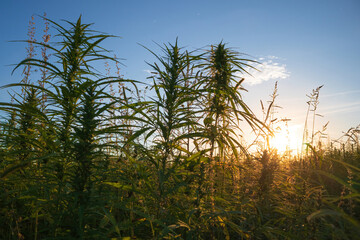 Obraz na płótnie Canvas Cannabis or Hemp plants growing on field. Medical marijuana.