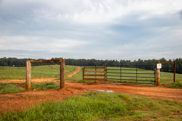 A muddy dirt road leads through an open gate out to a farm pasture on a gently rolling hill. Black cows are visible grazing in the distance.