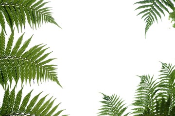 Tropical fern leaves on white isolated background for green foliage backdrop and copy space