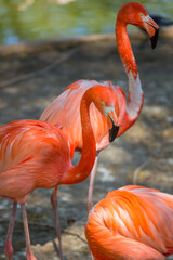 Pink flamingos on a clear sunny afternoon. Wild animals in the zoo.