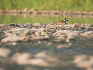 Killdeer Shorebird on Rocky, Muddy Shoreline Searching for Food