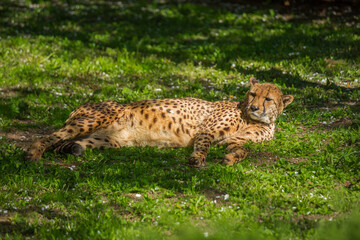 The cheetah is sleeping on the green grass. Wild animals, nature.