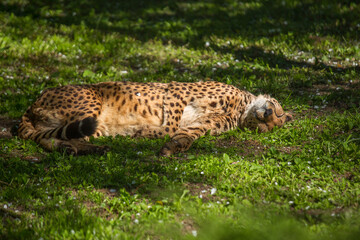 The cheetah is sleeping on the green grass. Wild animals, nature.