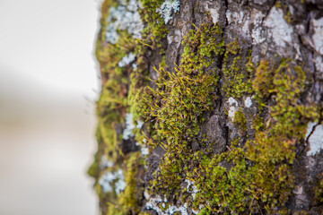 &aacute;rbol, patagonia, sur, humedad