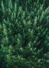 Arbusto verde y frondoso parecido a un pino