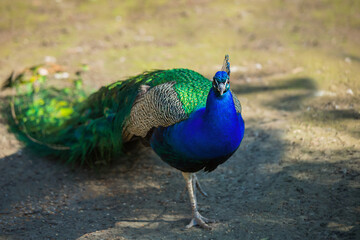 Fototapeta premium Peacock portrait close-up. Beautiful bright bird, wild animals.