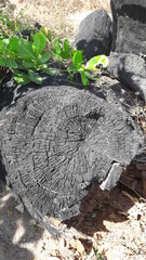 &Aacute;rvore cortada na areia