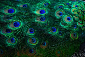 Poster Textuur van pauwenveren. Mooie achtergrond, rijke kleur. © Arina B