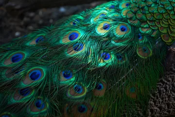 Gordijnen Textuur van pauwenveren. Mooie achtergrond, rijke kleur. © Arina B