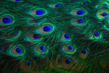 Texture of peacock feathers. Beautiful background, rich color.