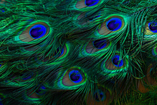 Gold Peacock Feather Images – Browse 11,775 Stock Photos, Vectors, and  Video | Adobe Stock