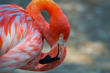 Pink flamingos on a clear sunny afternoon. Wild animals, close-up portrait.