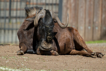 Obraz premium The wildebeest (Connochaetes) rest on a sunny afternoon.