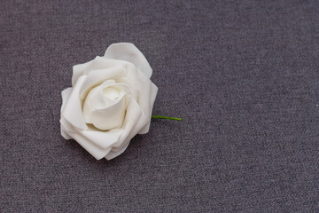 White latex rose lies on gray background