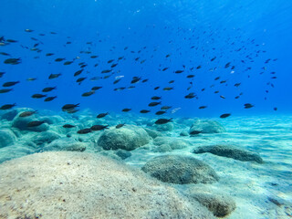 Big school of damselfishes in a sandy underwater bottom in Ikaria, Greece