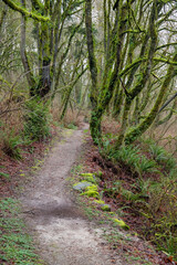 Trail Through a Forest with Moss-Covered Trees, Ferns, and Fallen Leaves