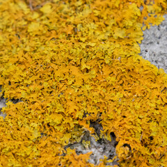 Stone overgrown with yellow moss, Stone mossy background,