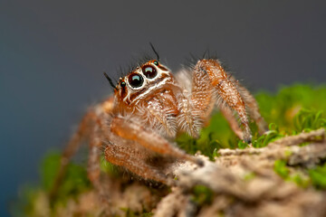 Close up  beautiful jumping spider  