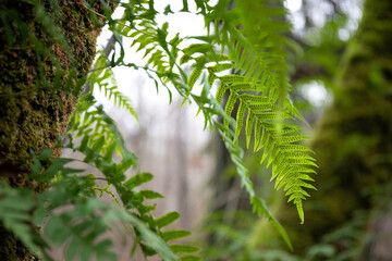 Close-up of Fern with Spores Growing on a Moss-Covered Tree in a Forest
