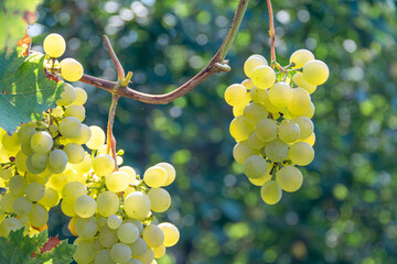 Green Grapes for the wine at vineyard