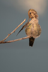Anna's Hummingbird female preening while perched on a rose bush